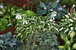 Royal Wedding Hosta (Hosta 'Royal Wedding') at Canadale Nurseries