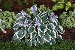 First Frost Hosta (Hosta 'First Frost') at Canadale Nurseries
