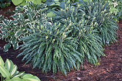 Silly String Hosta (Hosta 'Silly String') at Canadale Nurseries