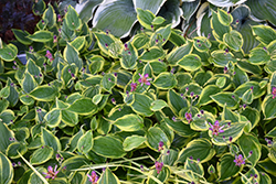 Autumn Glow Toad Lily (Tricyrtis formosana 'Autumn Glow') at Canadale Nurseries