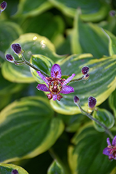 Autumn Glow Toad Lily (Tricyrtis formosana 'Autumn Glow') at Canadale Nurseries