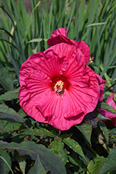 Summer In Paradise Hibiscus (Hibiscus 'Summer In Paradise') at Canadale Nurseries