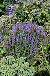 Blue Bayou Anise Hyssop (Agastache 'Blue Bayou') at Canadale Nurseries