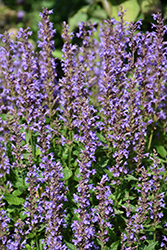 Blue Bayou Anise Hyssop (Agastache 'Blue Bayou') at Canadale Nurseries