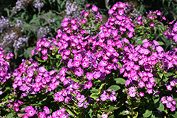 Garden Girls Dream Girl Garden Phlox (Phlox paniculata 'Dream Girl') at Canadale Nurseries