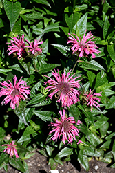 Upscale Pink Chenille Beebalm (Monarda 'Pink Chenille') at Canadale Nurseries