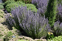 Sage Advice Russian Sage (Perovskia atriplicifolia 'Sage Advice') at Canadale Nurseries