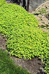 Chartreuse On The Loose Catmint (Nepeta 'Chartreuse On The Loose') at Canadale Nurseries