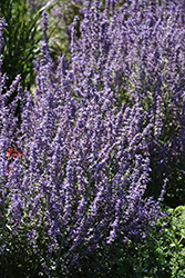 Sage Advice Russian Sage (Perovskia atriplicifolia 'Sage Advice') at Canadale Nurseries