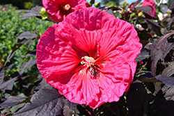 Summerific Evening Rose Hibiscus (Hibiscus 'Evening Rose') at Canadale Nurseries