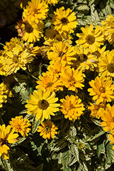 Bit Of Honey False Sunflower (Heliopsis helianthoides 'Bit Of Honey') at Canadale Nurseries