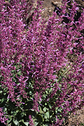 Meant to Bee Royal Raspberry Hyssop (Agastache 'Royal Raspberry') at Canadale Nurseries
