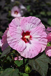 Summerific Spinderella Hibiscus (Hibiscus 'Spinderella') at Canadale Nurseries