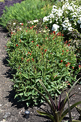 Ragin Cajun Indian Pink (Spigelia marilandica 'Ragin Cajun') at Canadale Nurseries