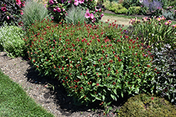 Little Redhead Indian Pink (Spigelia marilandica 'Little Redhead') at Canadale Nurseries