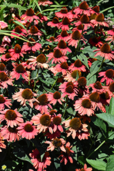 Color Coded Frankly Scarlet Coneflower (Echinacea 'Frankly Scarlet') at Canadale Nurseries