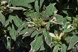 Summer Carnival Hibiscus (Hibiscus 'Summer Carnival') at Canadale Nurseries