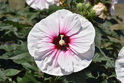 Angel Eyes Hibiscus (Hibiscus 'Angel Eyes') at Canadale Nurseries