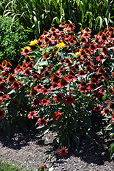 Color Coded Frankly Scarlet Coneflower (Echinacea 'Frankly Scarlet') at Canadale Nurseries