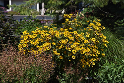 Tuscan Gold False Sunflower (Heliopsis helianthoides 'Inhelsodor') at Canadale Nurseries