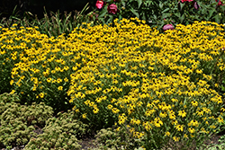 American Gold Rush Coneflower (Rudbeckia 'American Gold Rush') at Canadale Nurseries