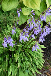 Party Streamers Hosta (Hosta 'Party Streamers') at Canadale Nurseries