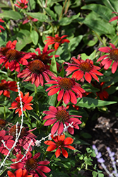 Artisan Red Ombre Coneflower (Echinacea 'PAS1257973') at Canadale Nurseries