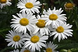 White Lion Shasta Daisy (Leucanthemum x superbum 'White Lion') at Canadale Nurseries