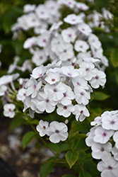 Super Ka-Pow White Garden Phlox (Phlox paniculata 'Balsukawi') at Canadale Nurseries