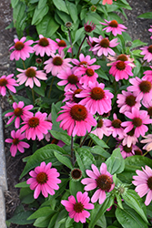 Sombrero Rosada Coneflower (Echinacea 'Balsomrosa') at Canadale Nurseries