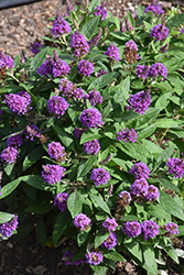 Chrysalis Purple Butterfly Bush (Buddleia 'Balchryurp') at Canadale Nurseries
