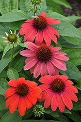 Artisan Red Ombre Coneflower (Echinacea 'PAS1257973') at Canadale Nurseries