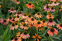 Artisan Soft Orange Coneflower (Echinacea 'PA1308374') at Canadale Nurseries