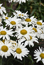 Whitecap Shasta Daisy (Leucanthemum x superbum 'Whitecap') at Canadale Nurseries