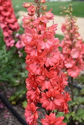 Red Lark Larkspur (Delphinium 'Red Lark') at Canadale Nurseries