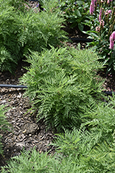 SunFern Arcadia Russian Wormwood (Artemisia gmelinii 'Balfernarc') at Canadale Nurseries