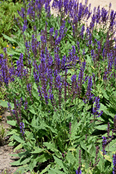 Blue By You Meadow Sage (Salvia nemorosa 'Balsalbyu') at Canadale Nurseries