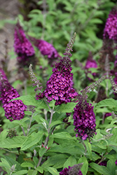 Chrysalis Cranberry Butterfly Bush (Buddleia 'Balchryran') at Canadale Nurseries
