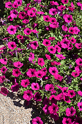 Wave Purple Classic Petunia (Petunia 'Wave Purple Classic') at Canadale Nurseries