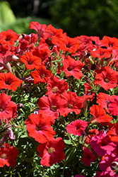 Supertunia Really Red Petunia (Petunia 'Sunremi') at Canadale Nurseries