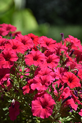 Supertunia Vista Paradise Petunia (Petunia 'BBTUN98901') at Canadale Nurseries