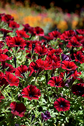 Supertunia Black Cherry Petunia (Petunia 'USTUN3003') at Canadale Nurseries
