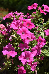 Supertunia Giant Pink Petunia (Petunia 'Supertunia Giant Pink') at Canadale Nurseries