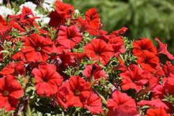 Supertunia Really Red Petunia (Petunia 'Sunremi') at Canadale Nurseries