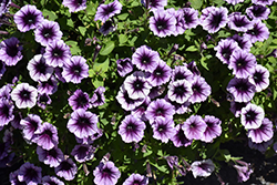 Headliner Blackberry Vein Petunia (Petunia 'KLEPH22641') at Canadale Nurseries