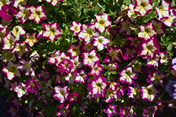 Headliner Banana Cherry Petunia (Petunia 'KLEPH20425') at Canadale Nurseries