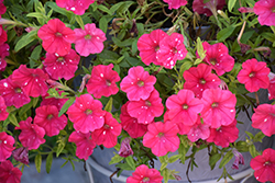 HeadlinerStrawberry Sky Petunia (Petunia 'KLEPH22668') at Canadale Nurseries