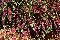 Spitfire Coleus (Solenostemon scutellarioides 'Spitfire') at Canadale Nurseries