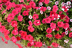 HeadlinerStrawberry Sky Petunia (Petunia 'KLEPH22668') at Canadale Nurseries