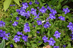 Endless Illumination Browallia (Browallia 'UNHBR12') at Canadale Nurseries